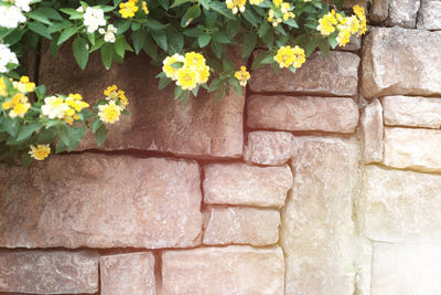 Close-up of yellow flowering plant against wall