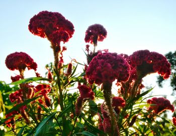 Low angle view of red flowers blooming against sky