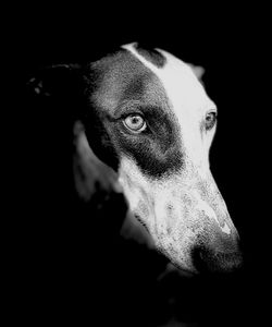 Close-up portrait of a dog over black background