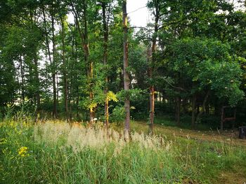 Trees in forest