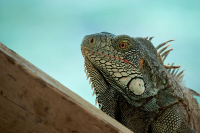 Low angle view of a lizard