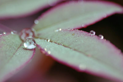 Close-up of raindrops on leaf