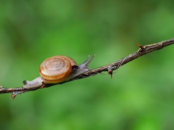 Close-up of snail on branch