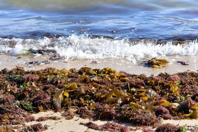 Close-up of sea shore