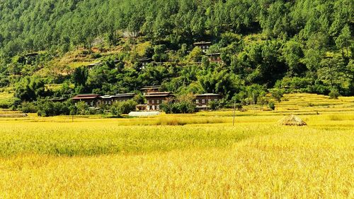 Scenic view of agricultural field