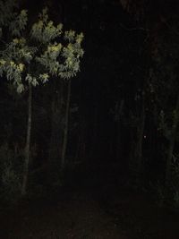 Forest at night