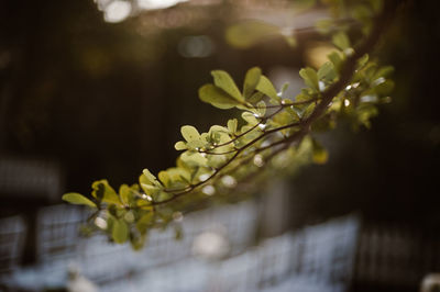 Close-up of flowering plant against blurred background