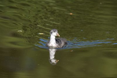 High angle view of coot chick swimming in lake