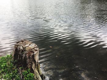 High angle view of turtle swimming in lake