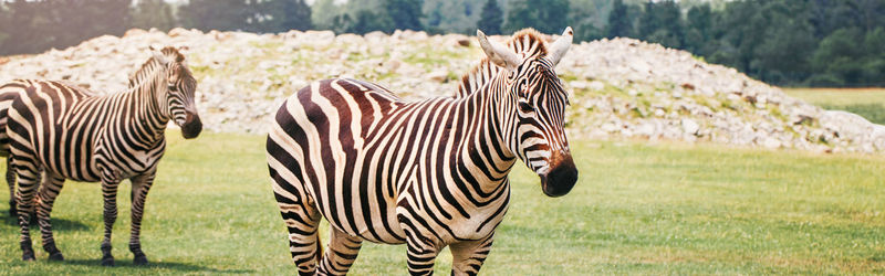 Zebras on a field