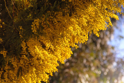 Close-up of yellow flowering plant