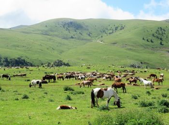 Sheep grazing on field against mountains