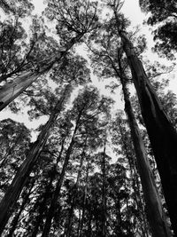 Low angle view of trees against sky