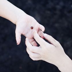 Ladybug in hands