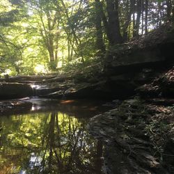 Scenic view of forest