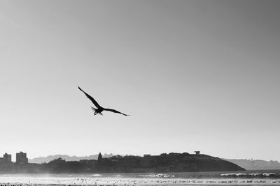 Seagull flying over lake against clear sky