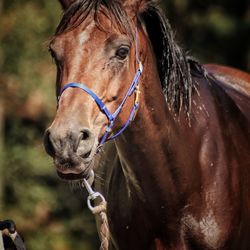 Close-up of a horse