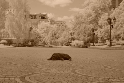 Dog resting on a street