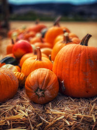 Close-up of pumpkins on field