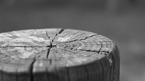 Close-up of tree stump