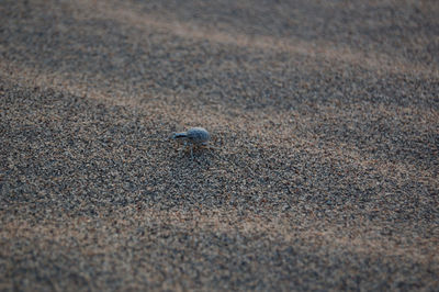 Close-up of bird on sand