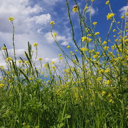 Yellow flowering plants on field