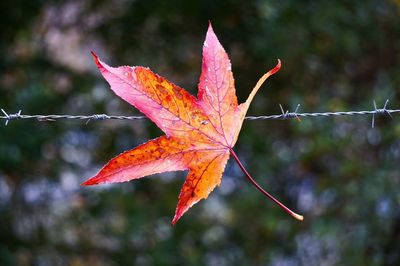 The beautiful red tree leaves in the mountain in the nature