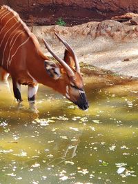 Horse drinking water in lake