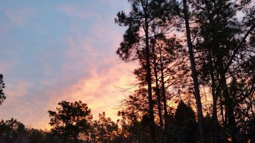 Low angle view of silhouette trees against sky