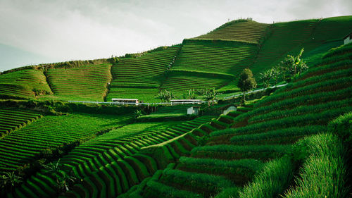 View of agricultural field against sky
