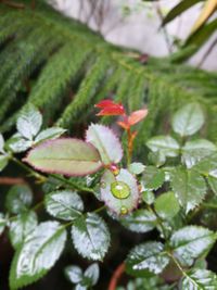 Close-up of plant with water drops