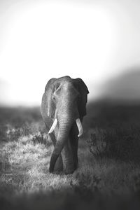 Elephant walking on a field