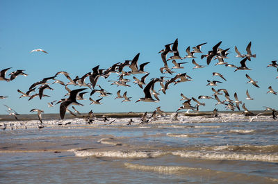 Flying black skimmer terns rynchops niger over the water of clam pass in naples, florida.