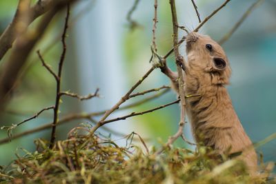Close-up of lizard on branch