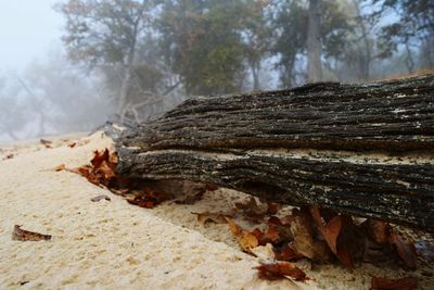 Close-up of log in forest