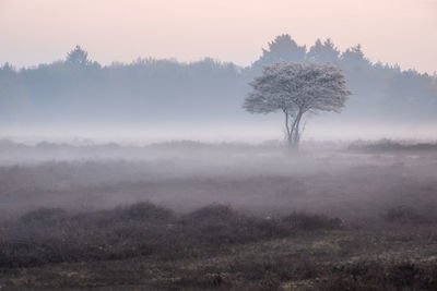 Trees on landscape during foggy weather