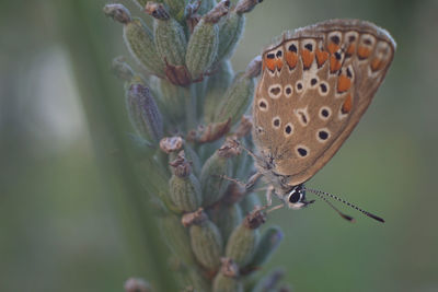 Close-up of butterfly pollinating flower