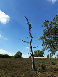 Tree on field against sky