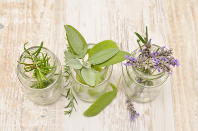 Directly above shot of potted plant on table