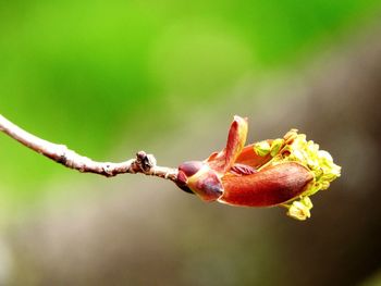 Close-up of wilted flower bud