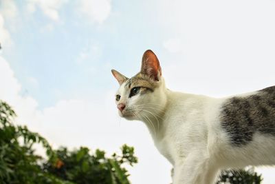 Low angle view of cat looking away against sky