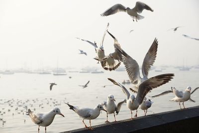 Seagulls flying over sea against sky