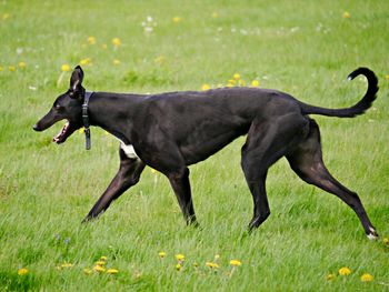 Side view of black dog running on field