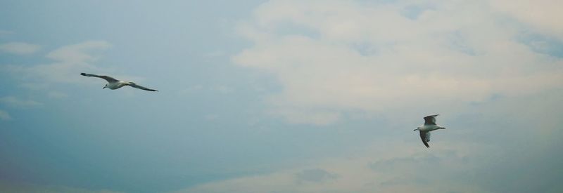 Low angle view of seagulls flying in sky