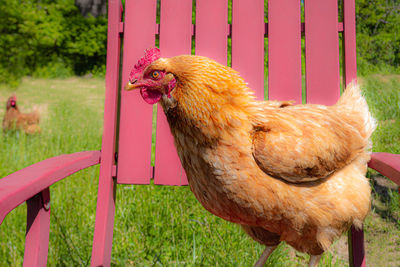 Close-up of a bird