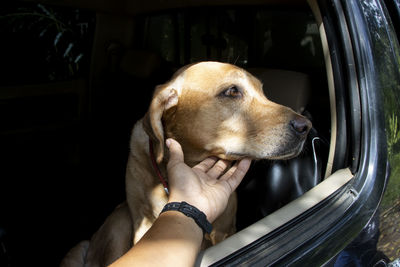 The poor dog was stuck in the backseat of a black car. looking out 