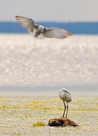 Seagull flying over beach