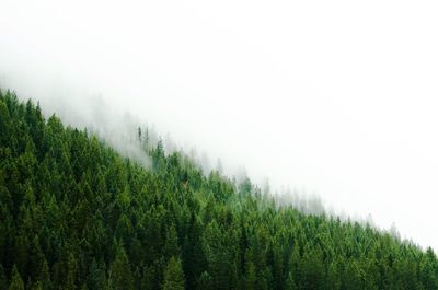 Scenic view of green landscape against clear sky