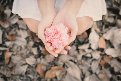 Low section of child on pink flower