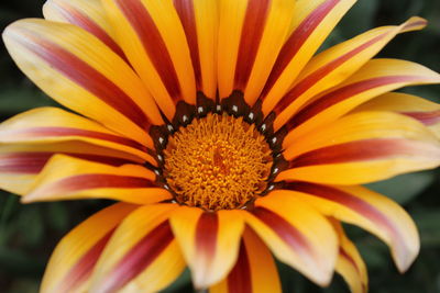 Close-up of yellow flower blooming outdoors